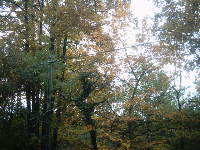 paysage d'automne en gironde