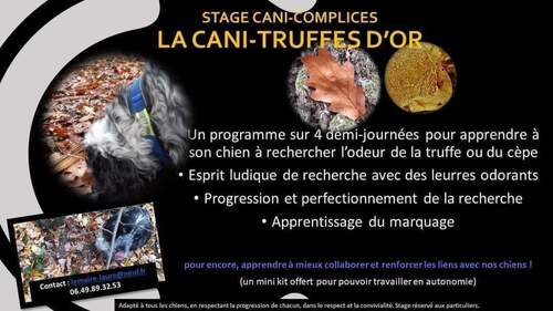 Cani-truffes d'or 