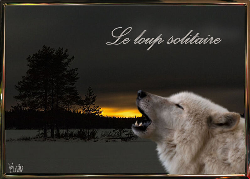 Le loup solitaire 