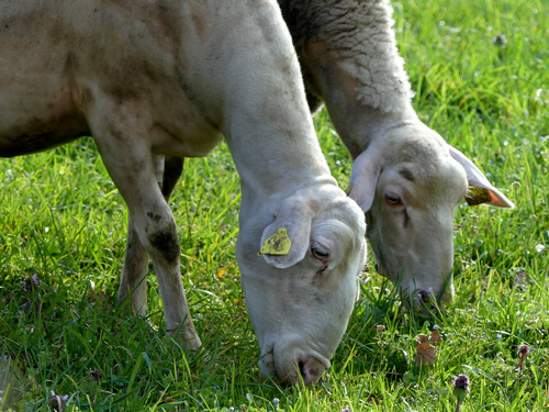 Brebis Lacaunes Roquefort