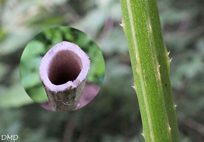 Dipsacus pilosus - cardère velue