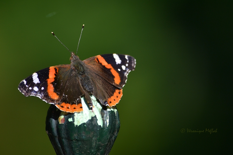 La photo du weekend : Mon premier papillon de la saison