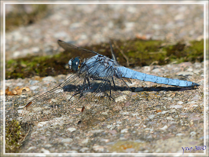 Libellule Orthétrum brun mâle (Orthetrum brunneum) - Lartigau - Milhas - 31