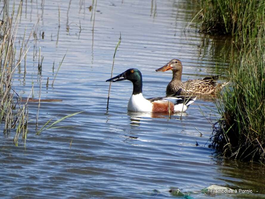 Canard souchet 