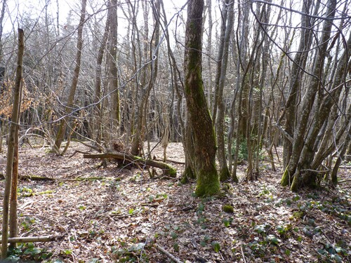 Promenade en Nivigne du 13 avril 2013