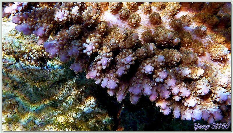 Corail acropore digité à lumière magenta - Anse Forbans - Mahé - Seychelles