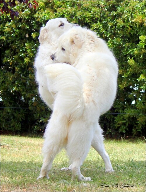 Danse canine