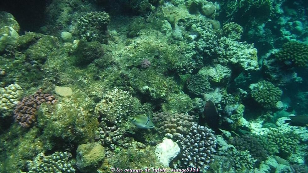 MARSA ALAM ÉGYPTE POISSONS 