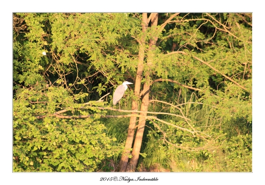 Héron cendré Ardea cinerea - Grey Heron