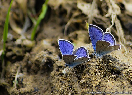 "Plongez dans le bleu des mes... papillons" : Mai 2015