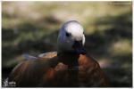 Parc aux Oiseaux