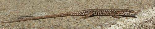 lézard qui prend le soleil sur un mur de VILLELOIN-COULANGE