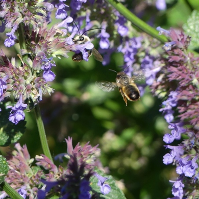 Des fleurs pour les abeilles...