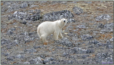 Rencontre avec le seigneur de l'Arctique : l'ours polaire - Magdalenfjord - Spitzberg - Svalbard - Norvège