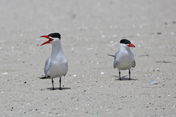 Caspian Tern - Long Beach