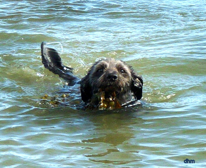 Un bon bain de mer  .