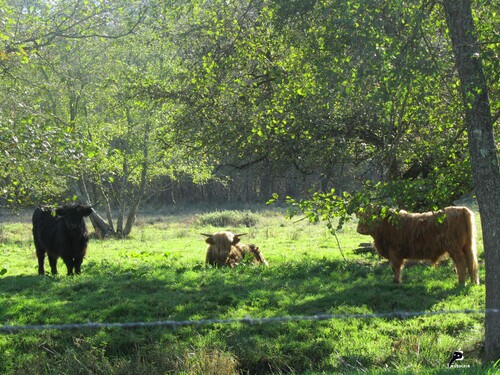 Vaches Highland