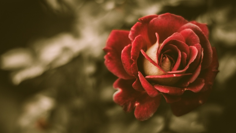 20 images de roses
