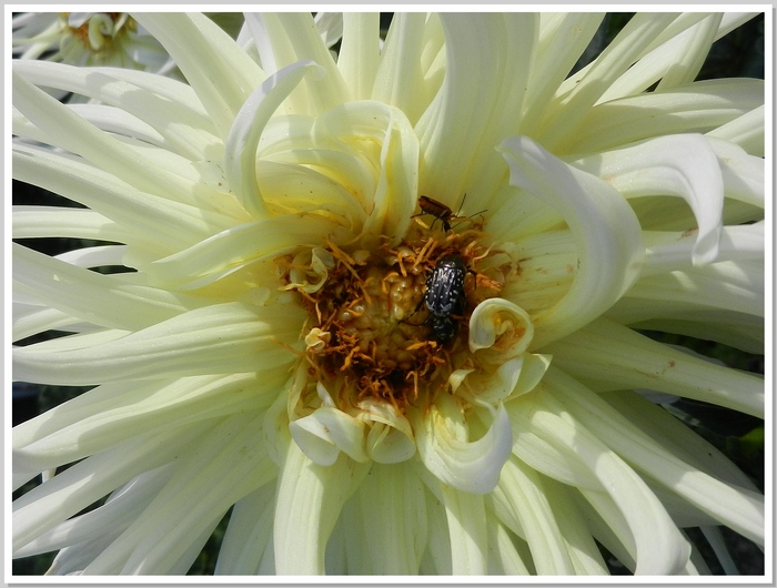 LES FLEURS DU JARDIN 2014