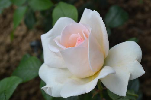 Le cartoscope du mardi 13 mars 2018