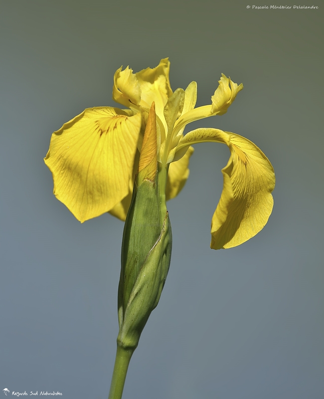 Iris des Marais - Iris pseudacorus