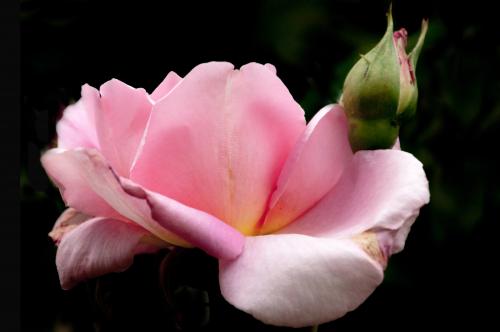 Roses