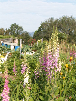 Chroniques du potager3