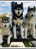 Maïko (7 ans), avec Phoenix et Jaïka