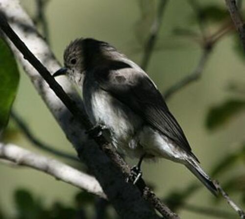 Les oiseaux...