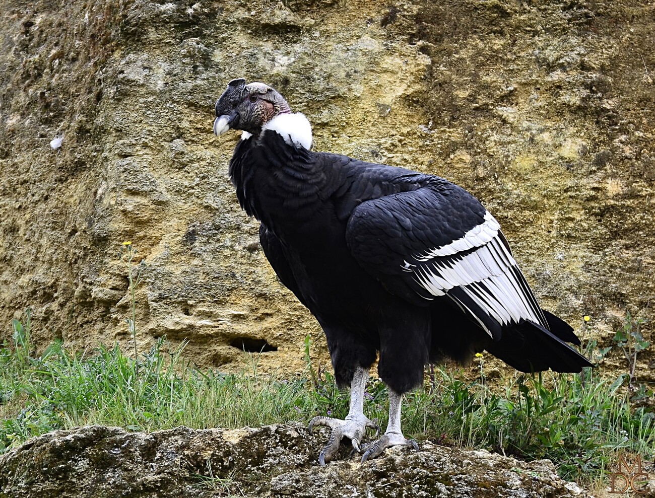 Condor des Andes (mâle & femelle)