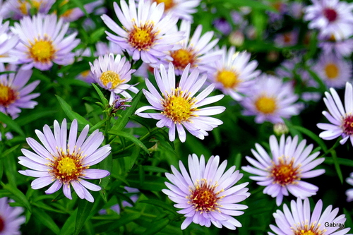 Fleurs en automne : les asters 