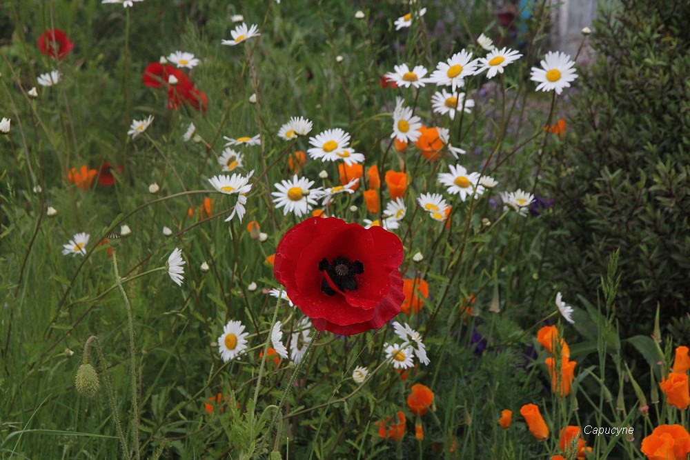 Le jardin nature, devant...