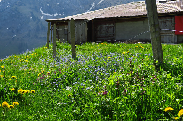 Autour du chalet