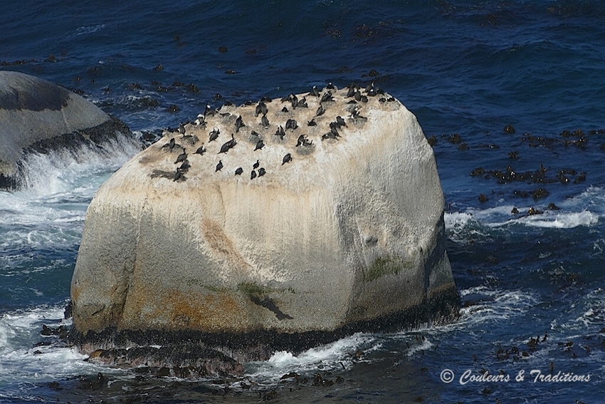 Ile aux phoques 