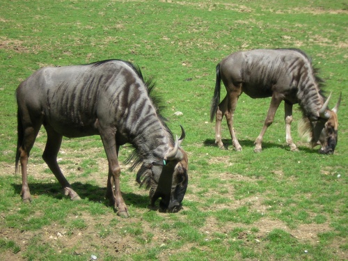 PARC ZOOLOGIQUE DE BEAUVAL EN SOLOGNE