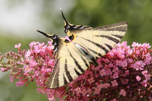 Papillons de ce jour