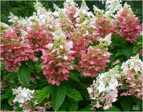 Hydrangeas (Hortensias)