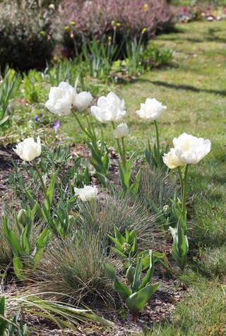 Tulipes doubles blanches et roses sur tapis de fétuques bleues