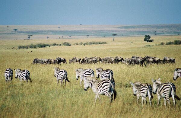 Les zèbres sont des animaux herbivores vivant principalement en Afrique centrale et australe. Leurs rayures troubleraient la vision de leurs prédateurs (lions, hyènes, lycaons, etc.), les aideraient à se camoufler mais aussi à réguler leur température corporelle. © Key45, Wikimedia Commons, CC by-sa 2.0