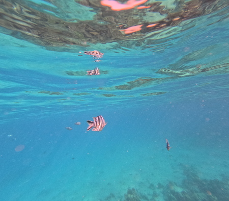 Snorkeling proche de l'île de Mnemba. Zanzibar 2
