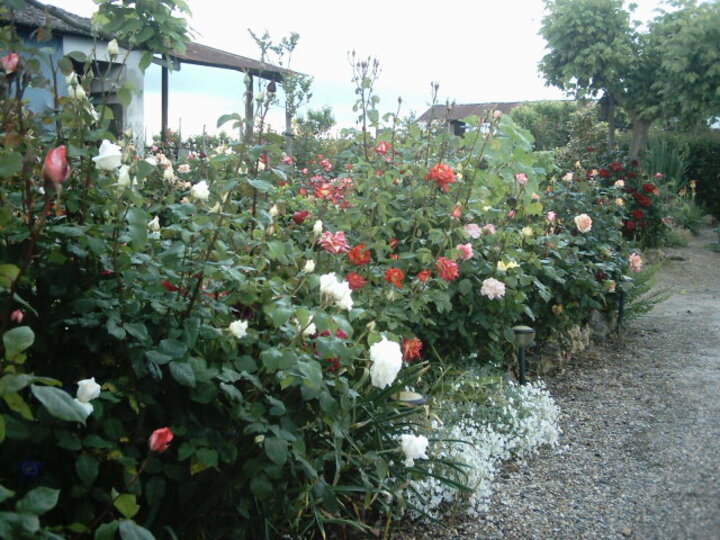 la rose que j'aimais (communautè des amies(is) de Jacques)