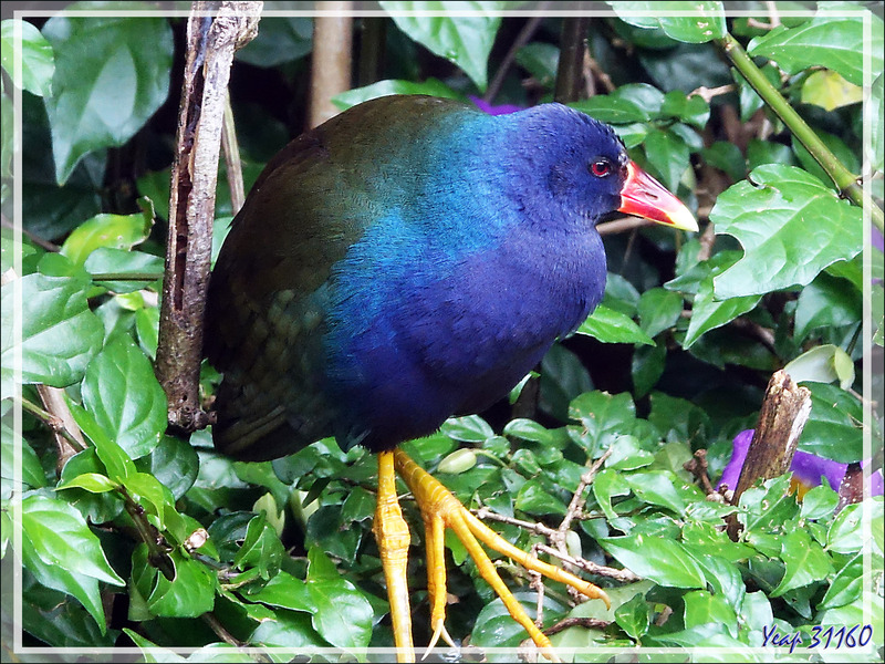 Talève violacée, Purple gallinule (Porphyrio martinica) - Parque das Aves - Foz do Iguaçu - Brésil