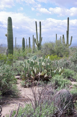 Jour 12 - Saguaro National Park, Arizona