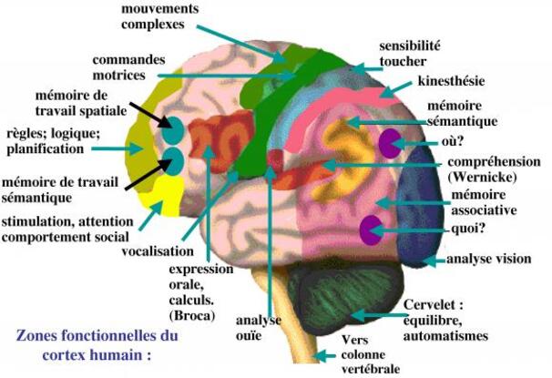 http://lancien.cowblog.fr/images/Cerveau1/2371621.jpg