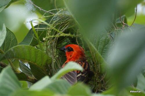 Cardinal rouge, Reunion Island