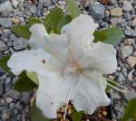Identification par les fleurs !