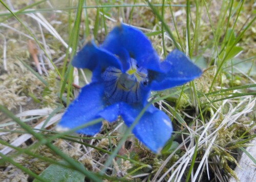 Fleurs bleues