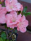 Identification par les fleurs !
