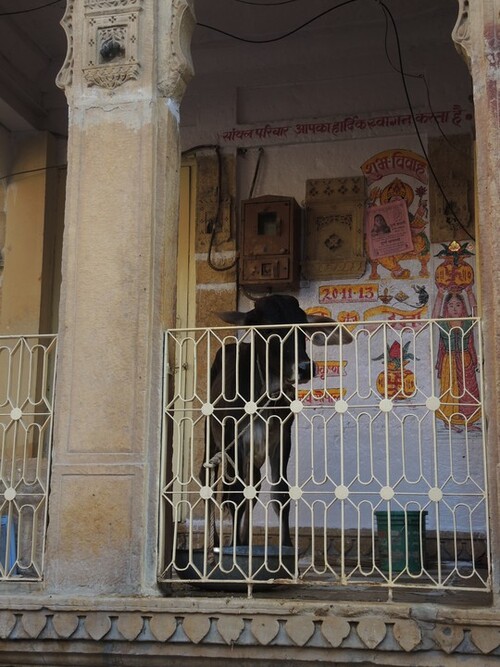 Inde 2014- Jour 5- La ville de Jaisalmer.