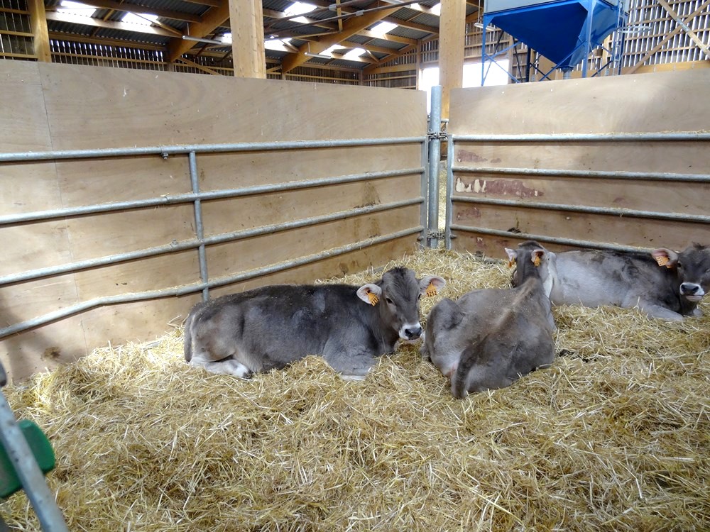 rencontre ruminant